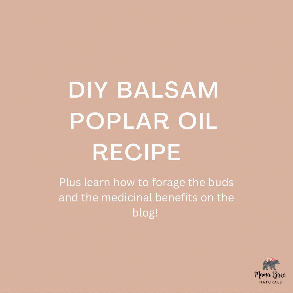 DIY Recipe for Balsam Poplar Bud Oil